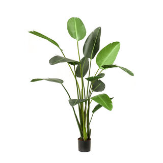 Homez artificial strelitzia plant in pot, green 150*150*238cm