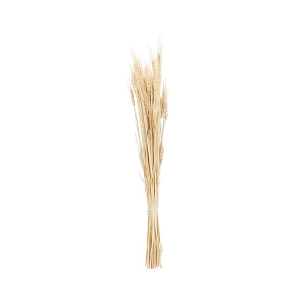 Dried Flowers Wheat image number 0