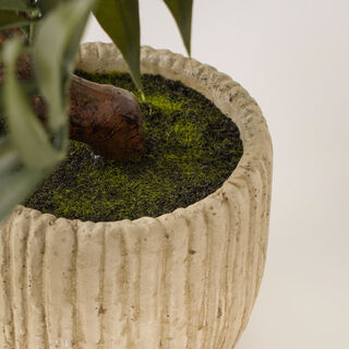 Homez pterocarya stenoptera plant in cement pot 73.5*42*22cm