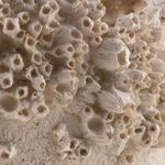 Homez resin baley decorative sculpture 34*25*31.2cm, beige image number 3