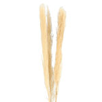 Dried Flowers Pampas Grass image number 1