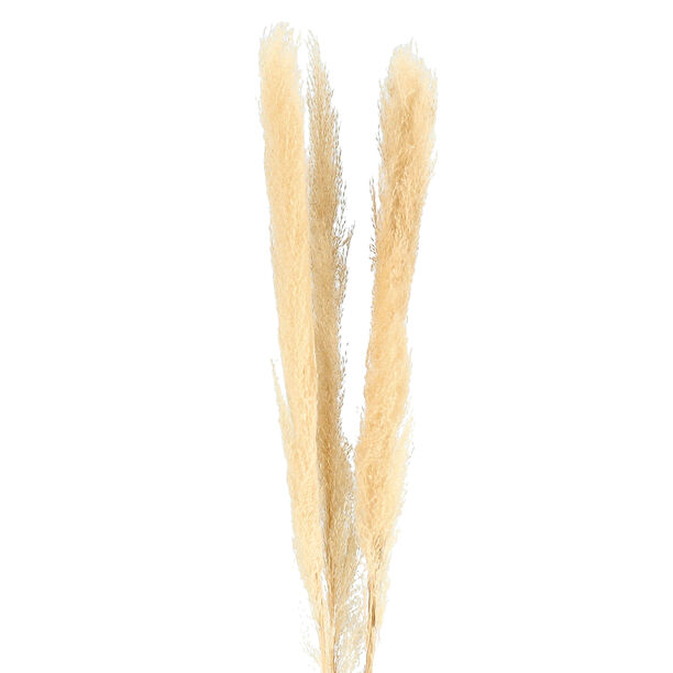 Dried Flowers Pampas Grass image number 1