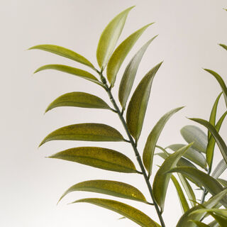 Homez pterocarya stenoptera plant in cement pot 73.5*42*22cm