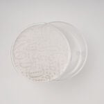 لاميسا عُلب طعام أكريليك، متوسطة، 14*11 سم image number 3