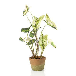 Homez artificial plant caladium in pot, green 40*40*60cm