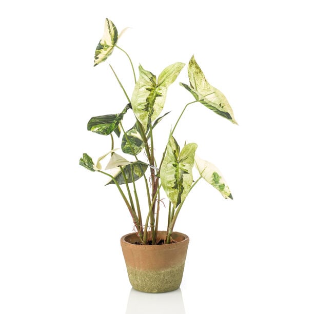 Homez artificial plant caladium in pot, green 40*40*60cm image number 0
