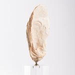 Homez coral design accent with crystal base image number 3