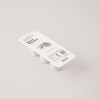 Click & Grow Sweet Alyssum / 3 Pack
