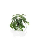 Homez indoor artificial monstera monkey bush in black pot, 55cm image number 0
