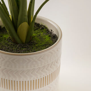 Homez rohdea plant in ceramic pot 64*64*53.5cm