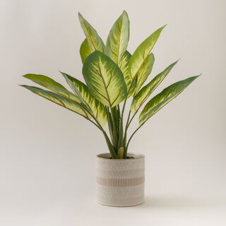Homez rohdea plant in ceramic pot 64*64*53.5cm