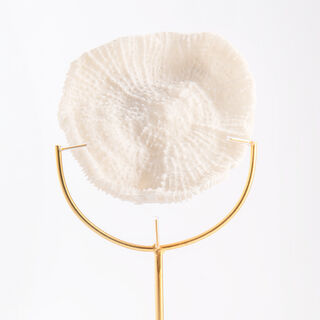 Coral with marbel base