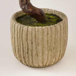 Homez pterocarya stenoptera plant in cement pot 73.5*42*22cm