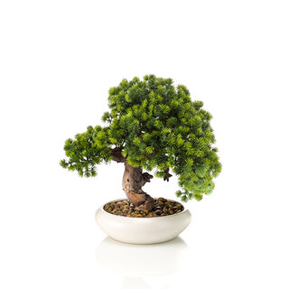 Homez indoor artificial cryptomeria japonica bonsai in white ceramic pot, 37*30cm