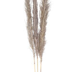 Dried Flowers Pampas Grass image number 1