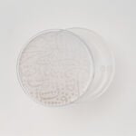La Mesa Food Containers Acrylic, Large, 21*8.5 Cm image number 2
