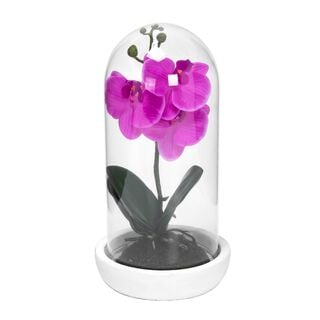 Flower Orchid In Grass Cover With Vase