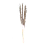 Dried Flowers Pampas Grass image number 0
