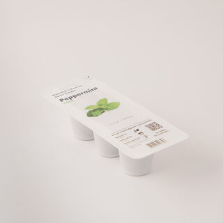 Click & grow seeds peppermint