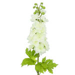 Artificial Flower Delphinium White image number 1