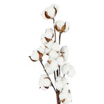 Dried Flowers Cotton Branch image number 1