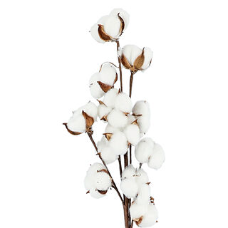 Dried Flowers Cotton Branch