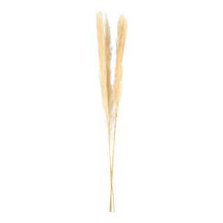 ورد مجفف