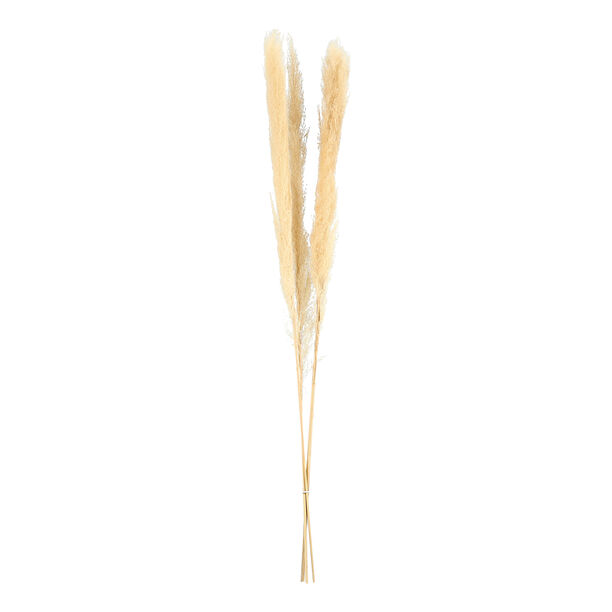 Dried Flowers Pampas Grass image number 0