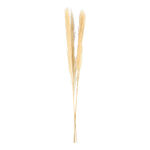 Dried Flowers Pampas Grass image number 0